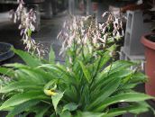 white Renga Lily, Rock-lily Herbaceous Plant