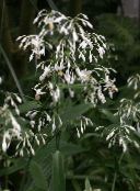 fotoğraf Saksı çiçekleri Renga Zambak, Kaya Zambak otsu bir bitkidir, Arthropodium beyaz