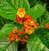 red Chrysothemis Herbaceous Plant