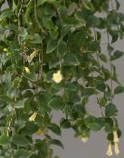 mynd Pottinn blóm Mið-Ameríku Bellflower hangandi planta, Codonanthe hvítur
