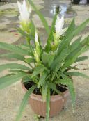 white Curcuma Herbaceous Plant
