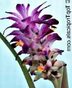 purple Curcuma Herbaceous Plant