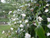 foto Podu Ziedi Taitiešu Līgavas Plīvurs zālaugu augs, Gibasis balts