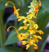 yellow Dancing Lady Herbaceous Plant