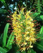 yellow Hedychium, Butterfly Ginger Herbaceous Plant