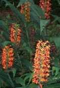 red Hedychium, Butterfly Ginger Herbaceous Plant