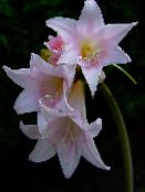 pink Belladonna Lily, March Lily, Naked Lady Herbaceous Plant