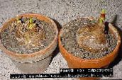 mynd Pottinn blóm Belladonna Lily, Mars Lily, Nakinn Kona herbaceous planta, Amaryllis hvítur