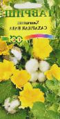 gelb Gossypium, Baumwollpflanze Sträucher