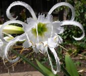 white Spider Lily, Ismene, Sea Daffodil Herbaceous Plant
