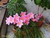 pink Rain Lily,  Herbaceous Plant