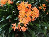 orange Bush Lily, Boslelie Herbaceous Plant