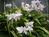 white Crinum Herbaceous Plant