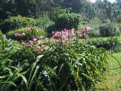 pink Crinum Herbaceous Plant