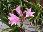 照片 盆花 文殊 草本植物, Crinum 粉红色