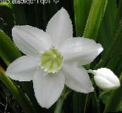 foto Flores de salón Amazon Lily herbáceas, Eucharis blanco