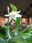 white Amazon Lily Herbaceous Plant