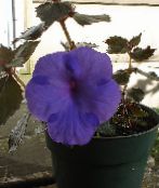 dark blue Magic Flower, Nut Orchid Hanging Plant