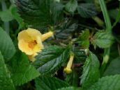 yellow Magic Flower, Nut Orchid Hanging Plant