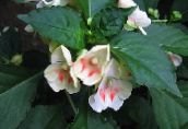 white Patience Plant, Balsam, Jewel Weed, Busy Lizzie 