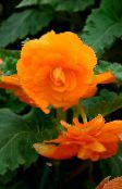 orange Begonia Herbaceous Plant