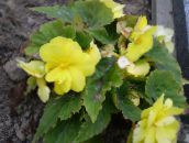 yellow Begonia Herbaceous Plant