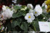 white Begonia Herbaceous Plant