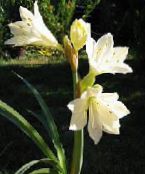 white Vallota Herbaceous Plant