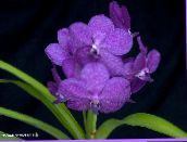 lilac Vanda Herbaceous Plant