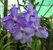 light blue Vanda Herbaceous Plant