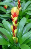 снимка Интериорни цветове Vriesea тревисто жълт