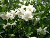 foto Pote flores Cape Jasmine arbusto, Gardenia branco