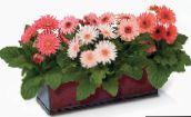 pink Transvaal Daisy Herbaceous Plant