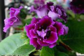 purple Sinningia (Gloxinia) Herbaceous Plant