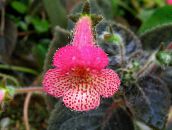 pink Tree Gloxinia Herbaceous Plant