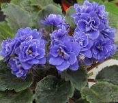 dark blue African violet Herbaceous Plant