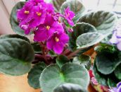 照片 盆花 非洲紫罗兰 草本植物, Saintpaulia 粉红色