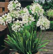 white African blue lily Herbaceous Plant