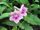 lilac Strep Herbaceous Plant