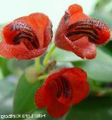 red Lipstick plant,  