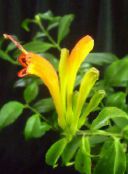 yellow Lipstick plant,  