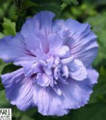 light blue Hibiscus Shrub