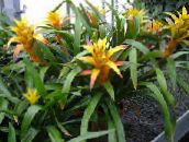 yellow Guzmania Herbaceous Plant