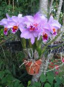 flieder Dendrobium Orchidee Grasig