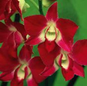 red Dendrobium Orchid Herbaceous Plant
