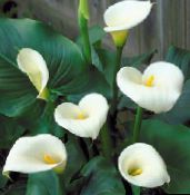 white Arum lily Herbaceous Plant