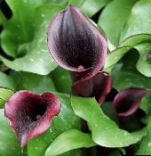 claret Arum lily Herbaceous Plant