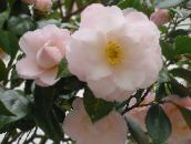 white Camellia Tree