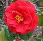 red Camellia Tree