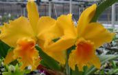 yellow Cattleya Orchid Herbaceous Plant